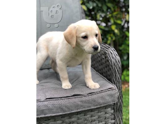 PoulaTo: Πωλούνται σκύλοι και κουτάβια Labrador Retriever